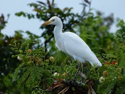 cattle egret