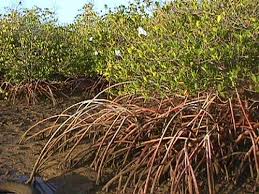 Mangrove