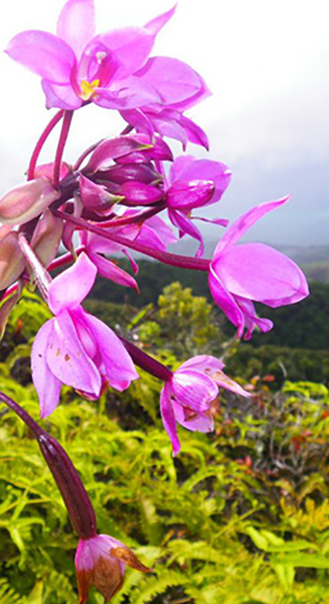 flowers-cropped