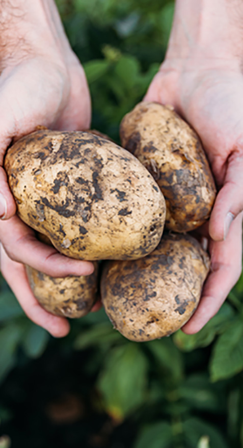 potatoes-cropped