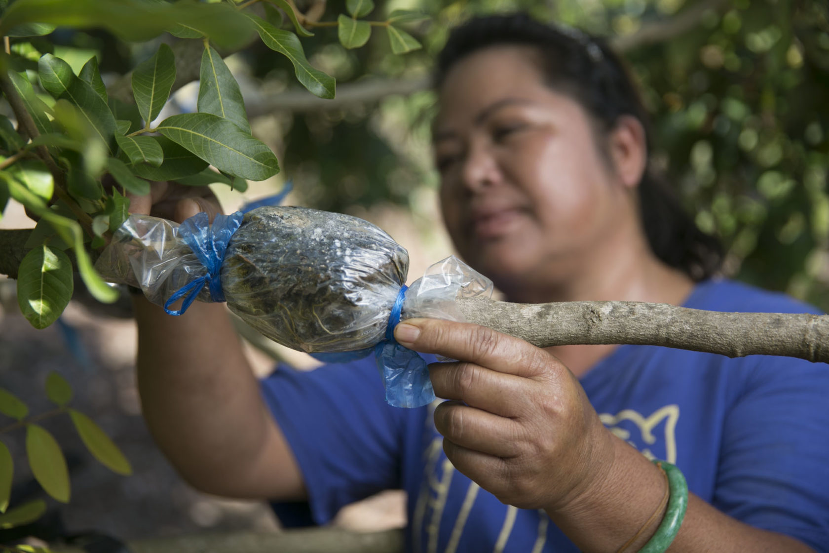 Chhorry Oung checks on her fruit tree grafting on land managed by Turtle Bay, Thursday, August 20, 2015 in Kahuku, Hawaii.  The Trust for Public Land is working with the North Shore Community Land Trust (NSCLT) to permanently dedicate the land to agricultural uses, removing the constant threat of it falling prey to development as part of the popular North Shore area.  (Photo by Marco Garcia for The Trust for Public Land)